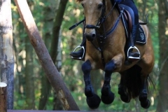 Eventing (97)