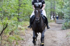 Eventing (114)